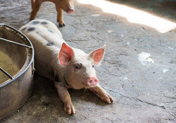 AQUALIPIG. Sistema innovador para tratamiento de aguas de consumo para ganado porcino