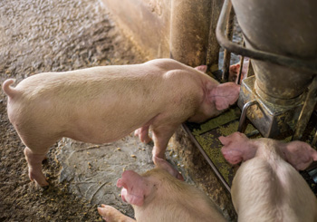 POLIAPIG. The link between grape waste and pigs health